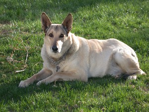 geriatric dog on grass