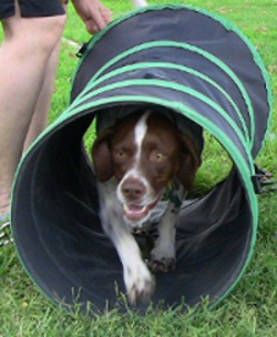 dog in tunnel