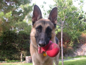 adult dog with Kong toy