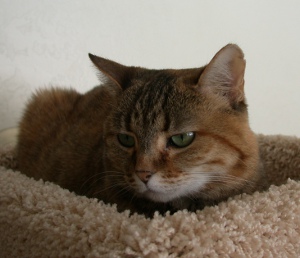 adult cat sitting