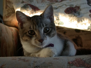 kitten on chair