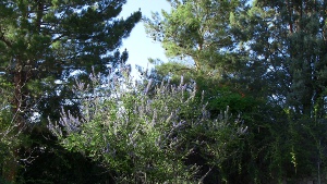 backyard scene