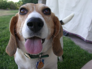 young dog